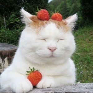 Meet your Posher, Raes Closet